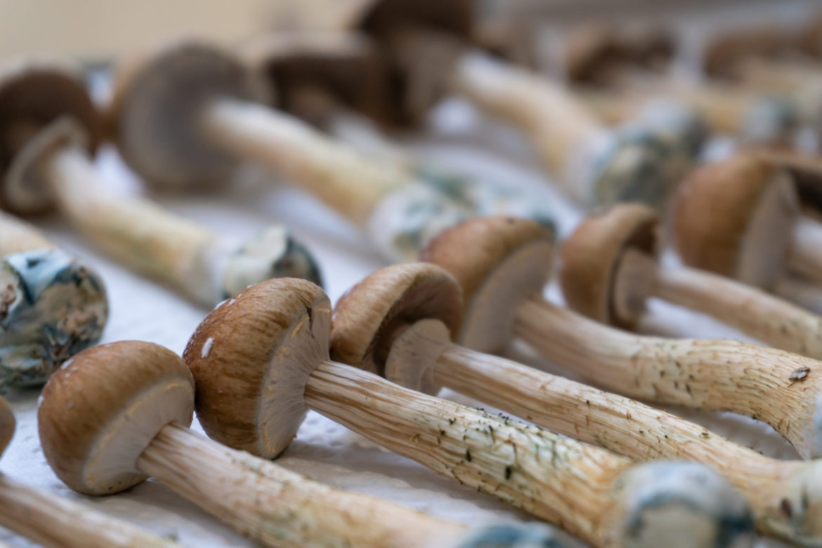 Magic mushrooms set to dry